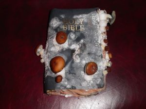 Mushrooms in the Bible